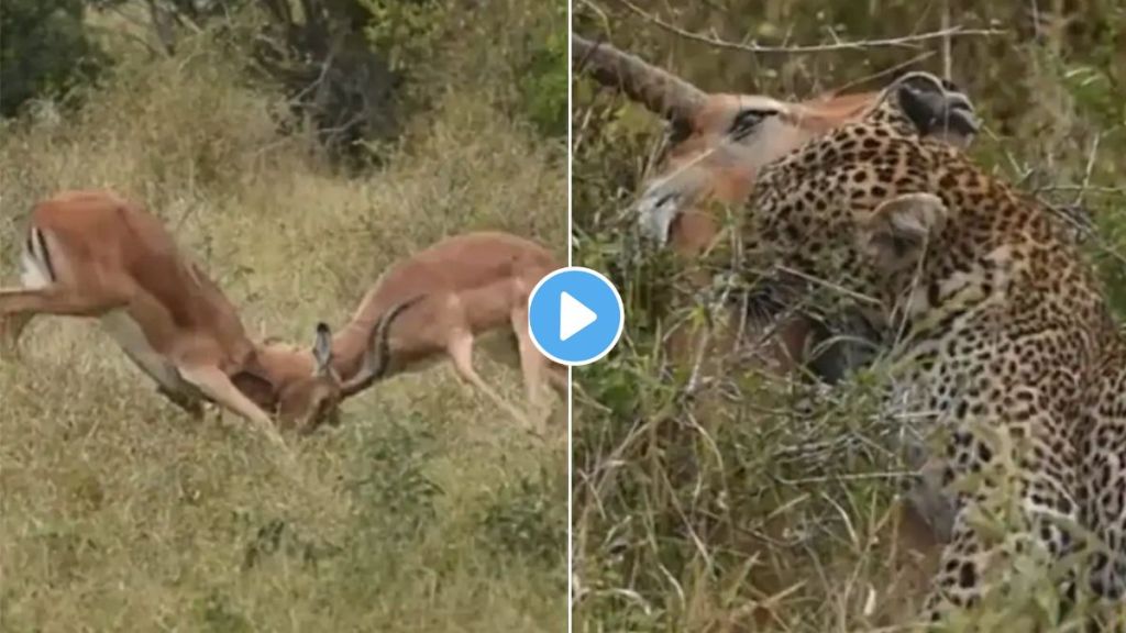 Leopard Hunting Viral Video