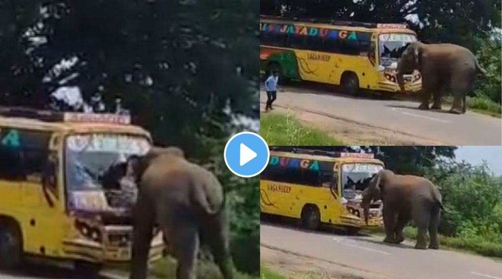 Elephant Attack On A Bus Video Viral