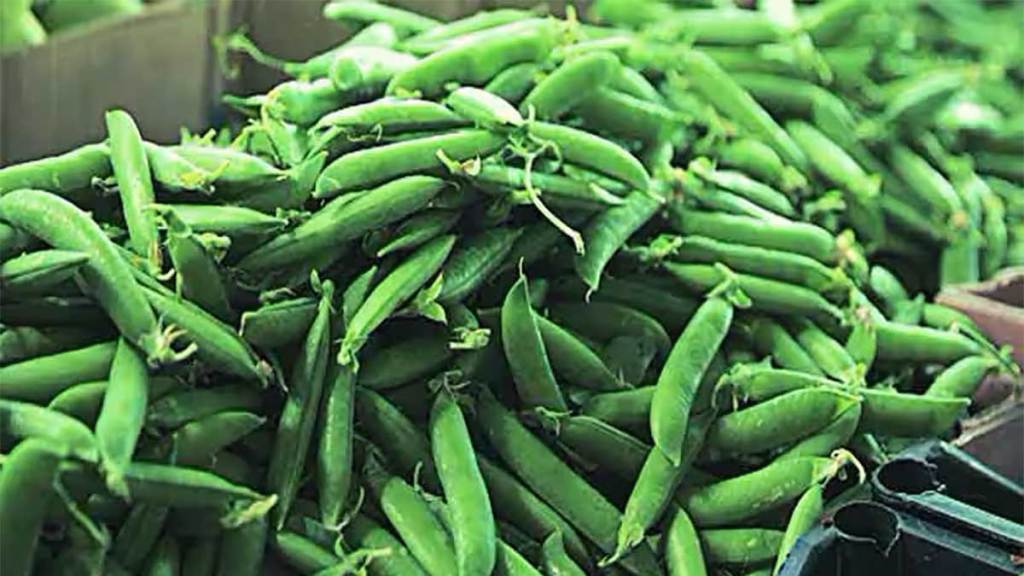 Fgreen peas price increase in vashi apmc market