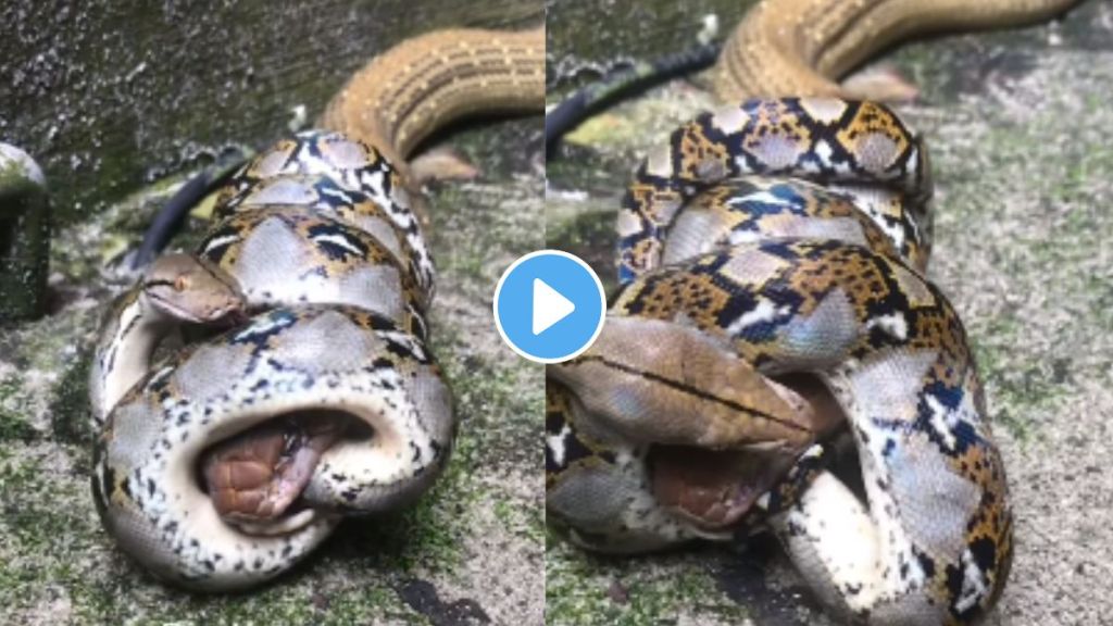 python swallowing python goes viral