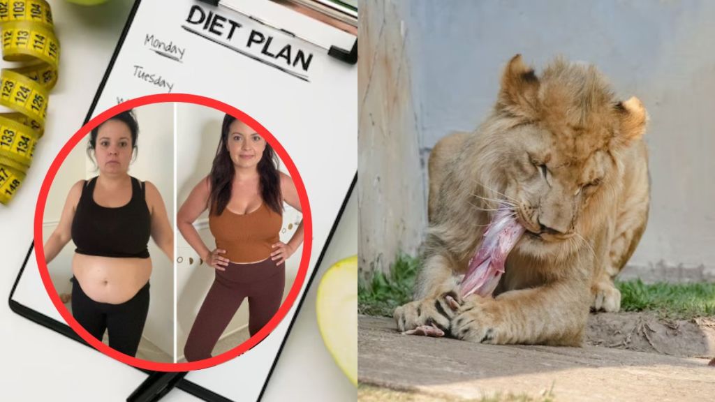 What Is The Lion Diet