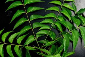 Neem benefits for health