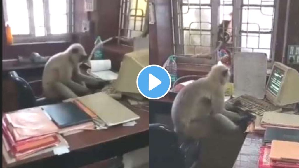 Monkey Viral Video