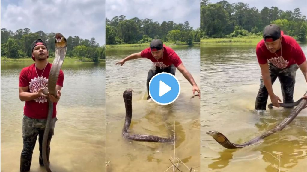 King Cobra Dangerous Video Viral