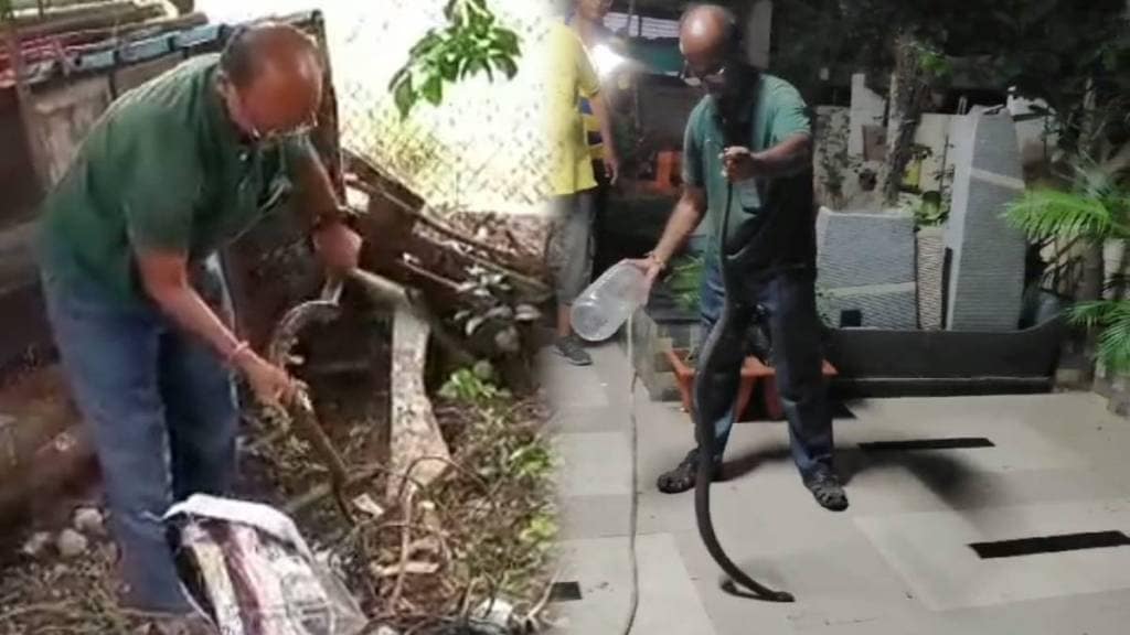 Snake in love bird cage