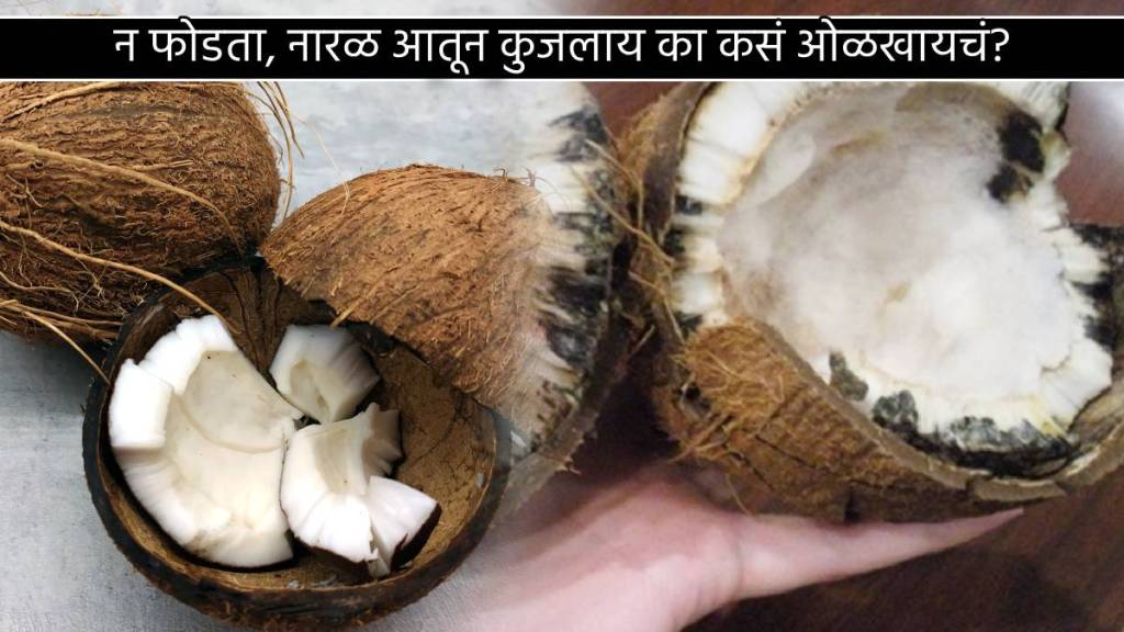 Five Easy Jugaad to Find Fresh Coconut Nariyal With Color In The Ganesh Utsav Save Money With Easy Kitchen Tips in Marathi