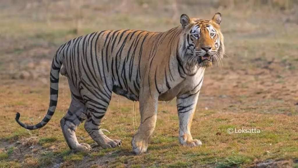 tiger Tadgaon Samudrapur taluka