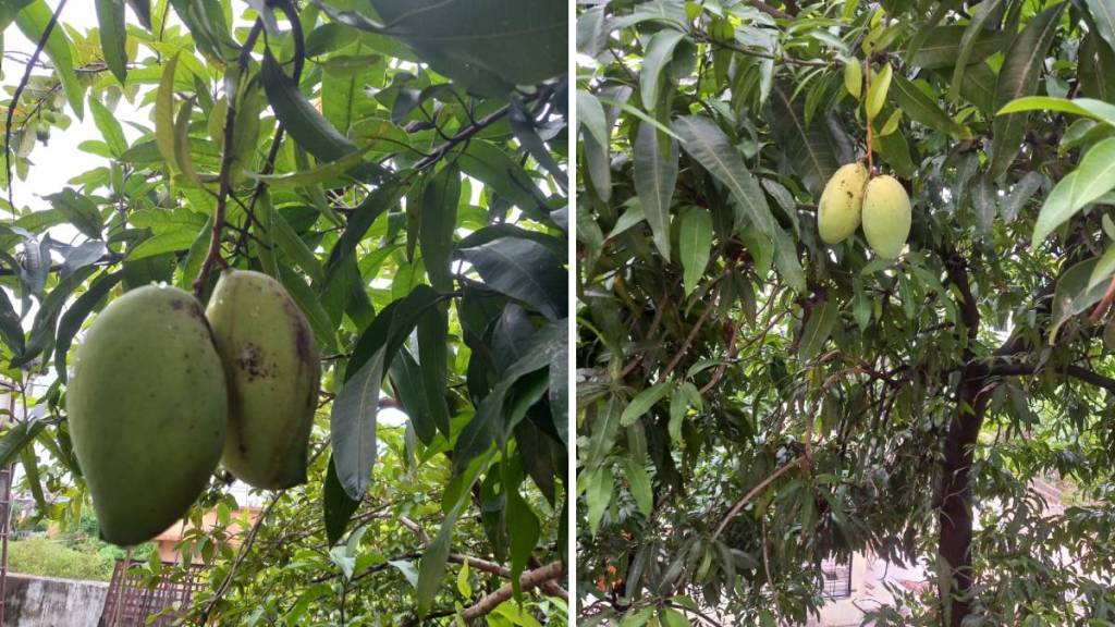 Chandrapur mangoes during monsoon