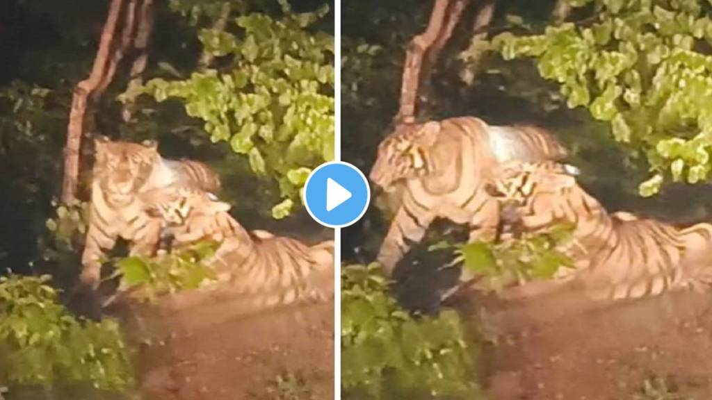 tigers near Vairagad village