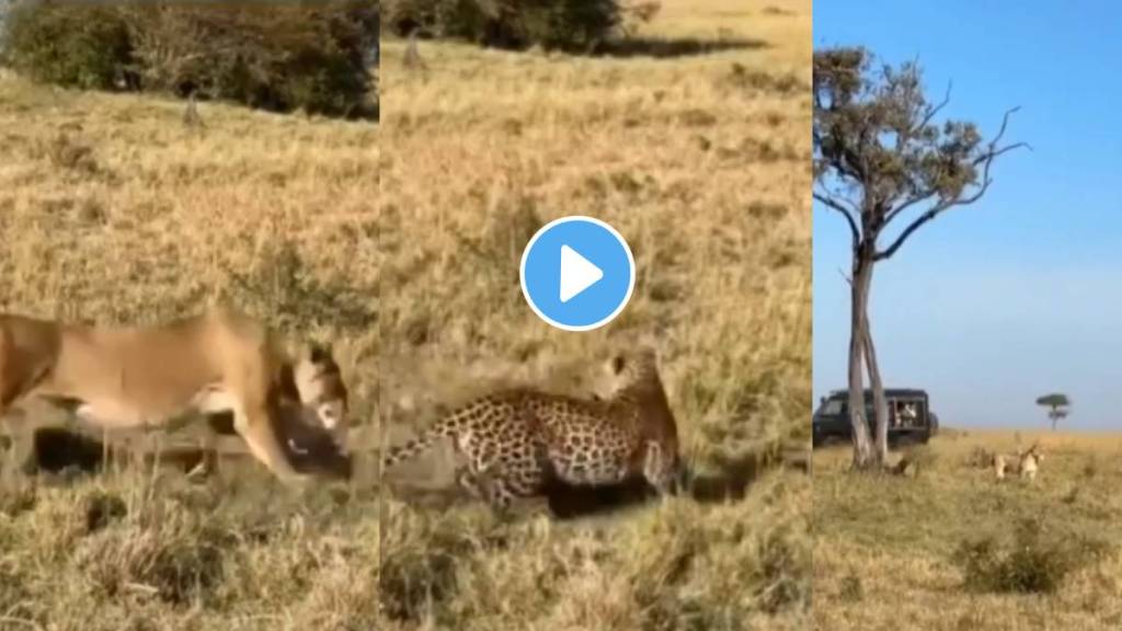 Lion Attacks Leopard, Watch What Happened Next