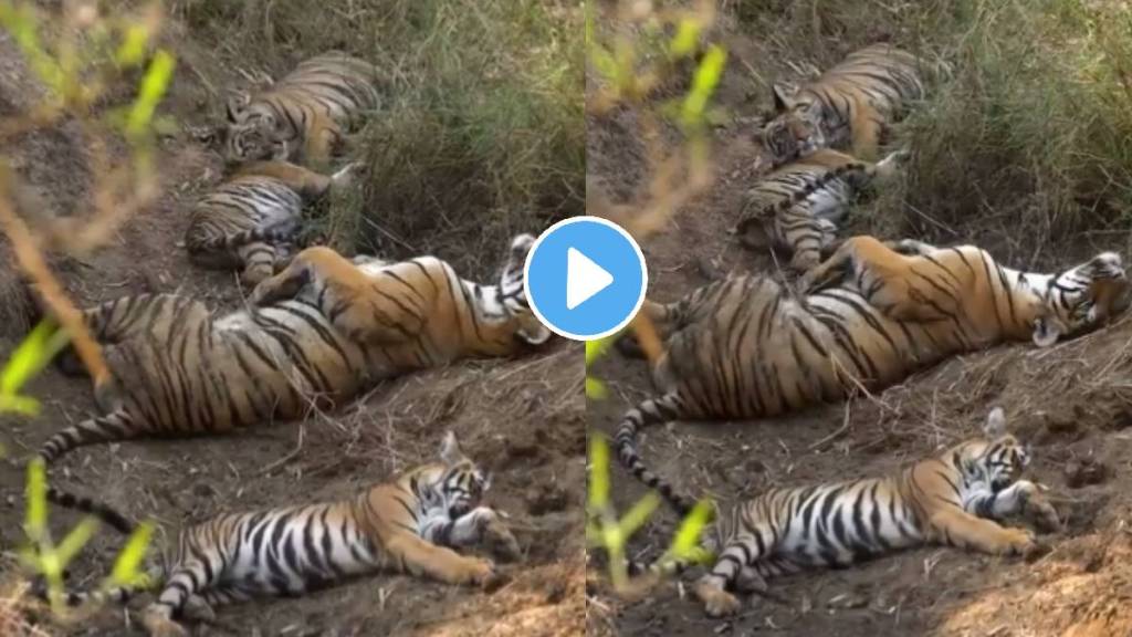 video of tiger families taking afternoon nap goes viral ifs officer share video viral on social media