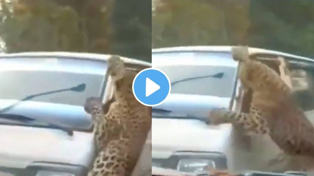 Leopard Attack video