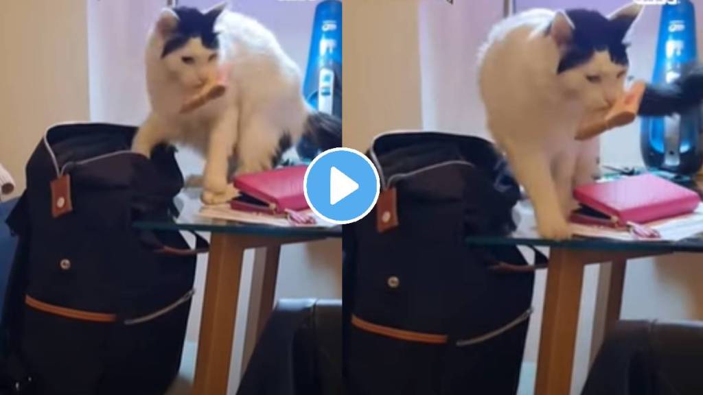 Stealthy Cat Steals Money From Pet Parent's Bag