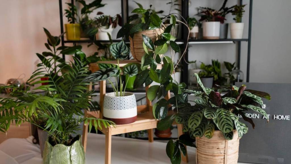 best indoor plants for living room Best Indoor Plants for Health positive energy and peace in house