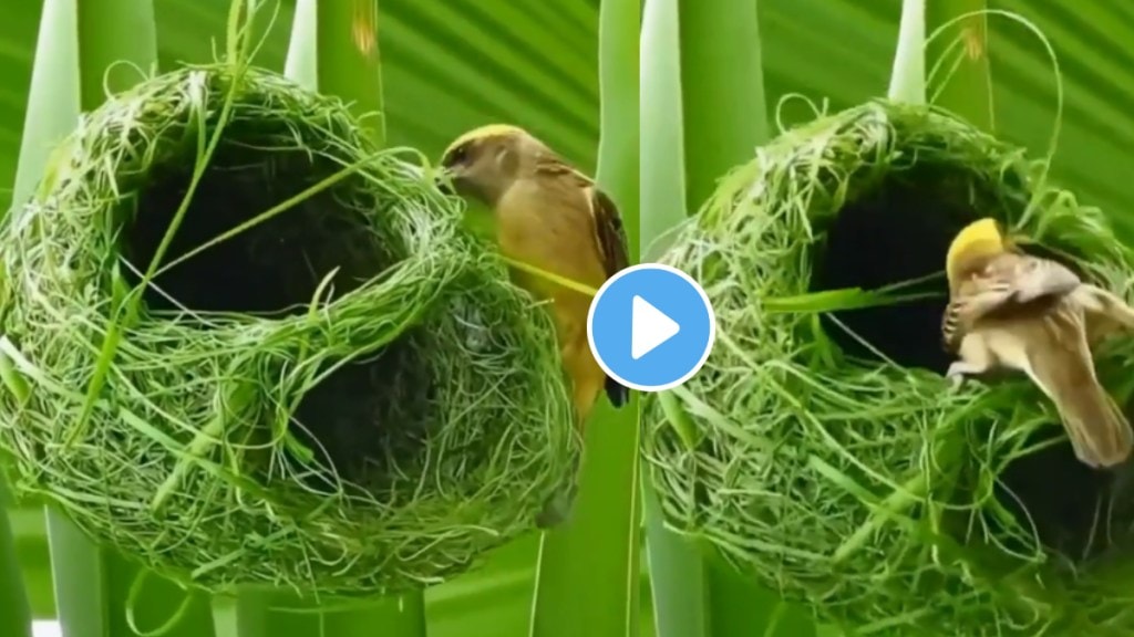 A bird has made a beautiful nest for the chicks out of grass and leaves