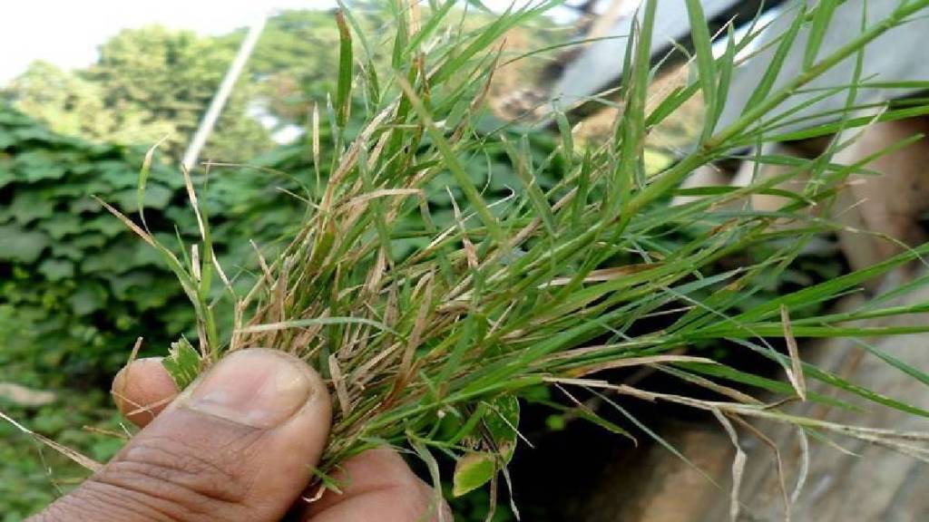 Durva or doob grass benefits