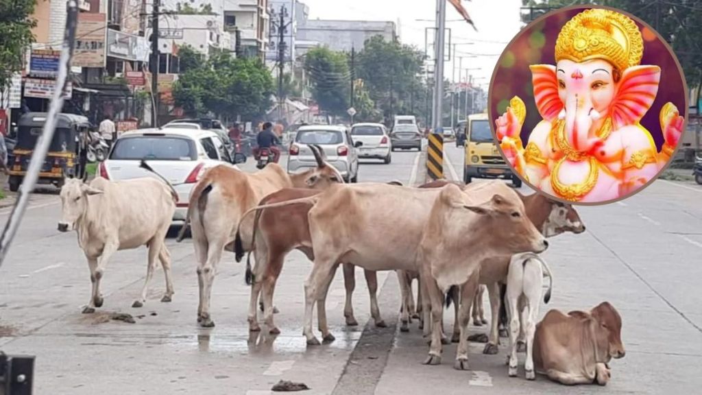 Obstruction of loose animals in Ganeshotsav