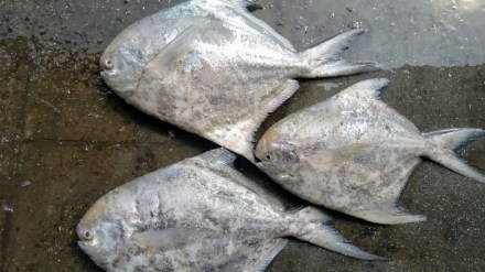 Silver pomfret