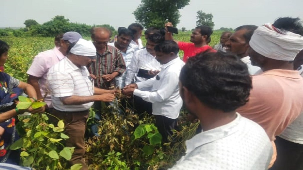 Disease soybean Vidarbha