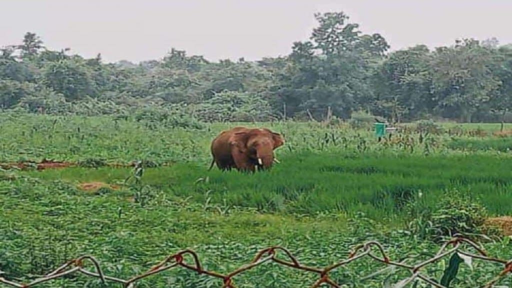 Elephant stay in Sindevahi forest