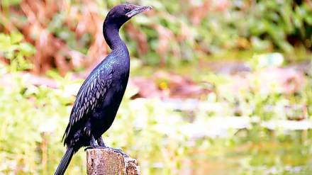 ’article about indian cormorant bird existence in mumbai