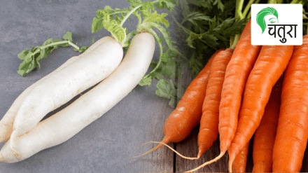 Terrace Garden Health benefits Radish carrot