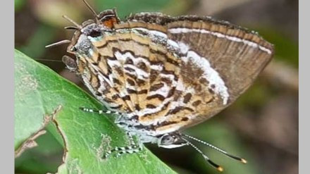 monkey puzzle butterfly also known rathinda amor