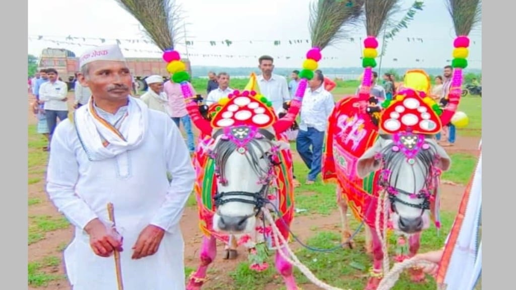 Bailpola, traditional bailpola, bailpola gondia, bailpola by farmers in gondia, zadtya in bailpola