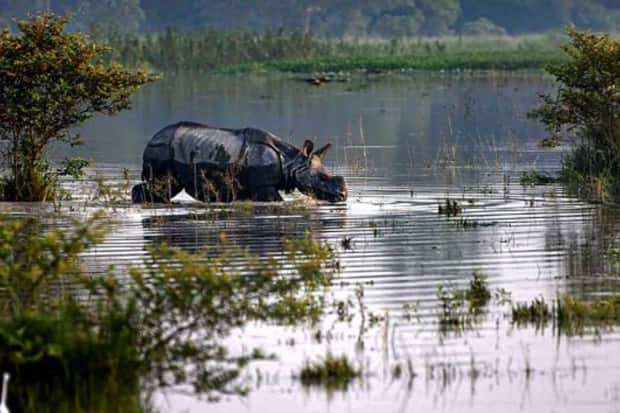 ३१ ऑगस्ट रोजी पूरग्रस्त पोबिटोरा वन्यजीव अभयारण्यात एक गेंडा पाण्यात अडकला आहे. (प्रतिमा: PTI)