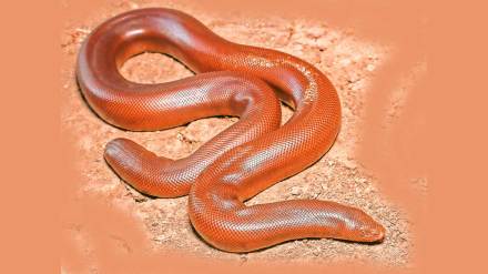 mandul snake species existence in danger