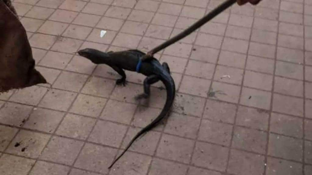 monitor lizard found in thane