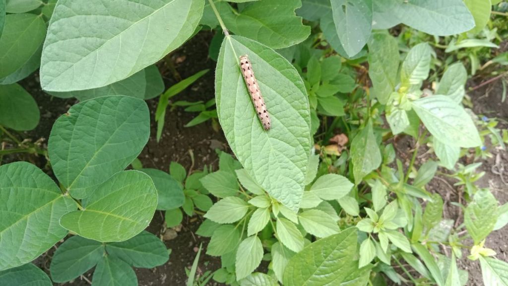 pest-on-Soybean