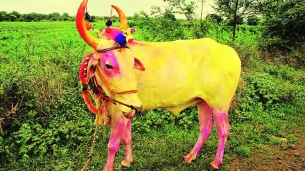 concern arising pola festival number bull pairs decreasing every year