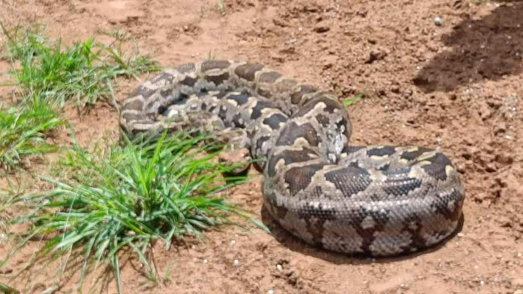 ten foot long python swallowed alive cat in chirner