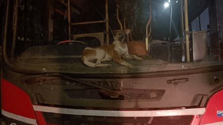 Passengers suffer stray dogs NMMT bus Uran