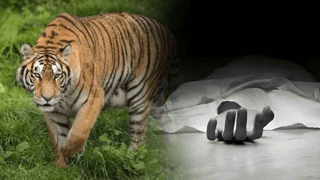 Woman died tiger attack Fari-Zari forest area Desaiganj taluka gadchiroli