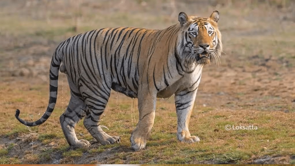 bavaria gang come to Vidarbha target hunting 15 tigers