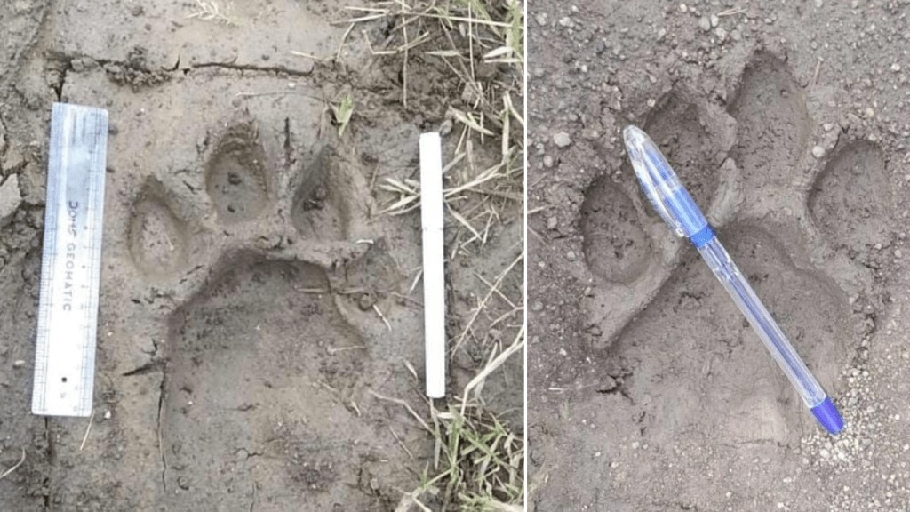 citizens worried new tiger footprints found Tadgaon area wardha