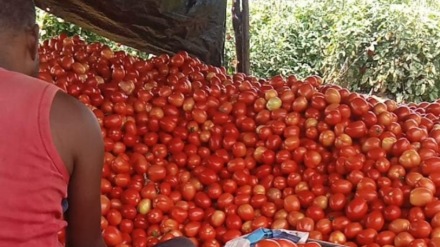 tomato prices fall Vashi APMC market, farmers upset