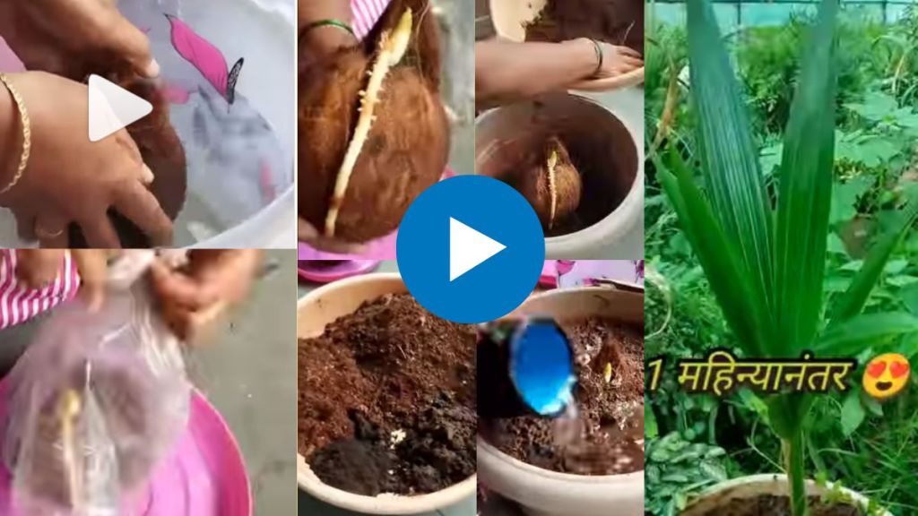 world coconut day How to plant a coconut tree