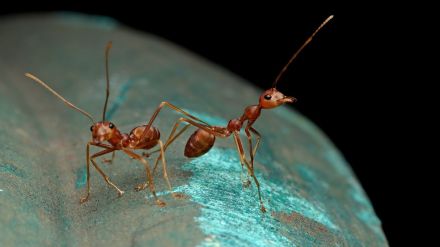 worlds most invasive species Red fire ants invade Britain