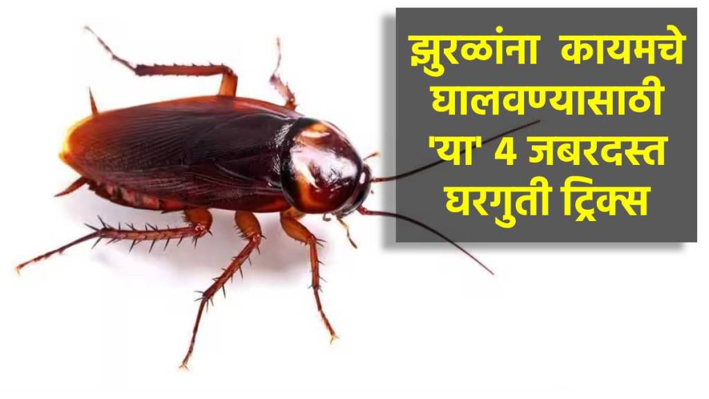 5 home remedies to get rid of cockroaches