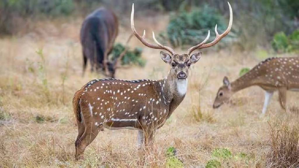 Chital Restrictions on hunting of wildlife