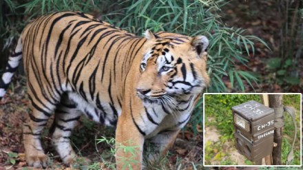 Forest department eyes on tiger