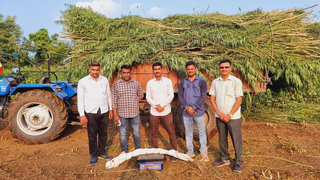 Ganja cultivation