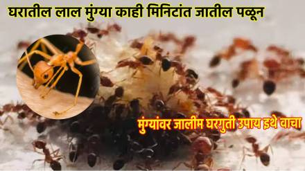 how to get rid of ants in the house quickly home remedies to get rid from ants Get Rid of Ants Fast Cheap and Easy tricks
