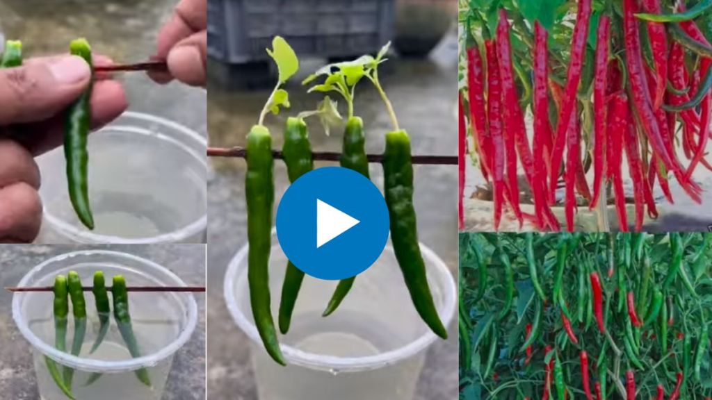 How to plant chilli plant at home