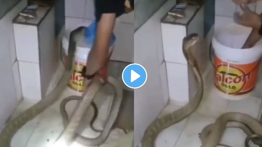 Man Fearlessly Bathing A King Cobra