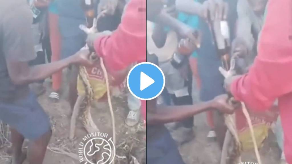 Drunken yobs force a python to drink a bottle of Carling Black Label lager shocking video viral