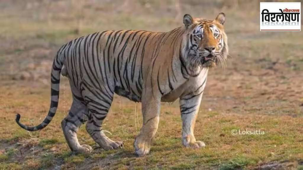 tiger Sahyadri